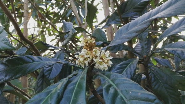 Khi nào Loquats nở hoa và mang trái? Khi nào Loquats nở hoa và mang trái?