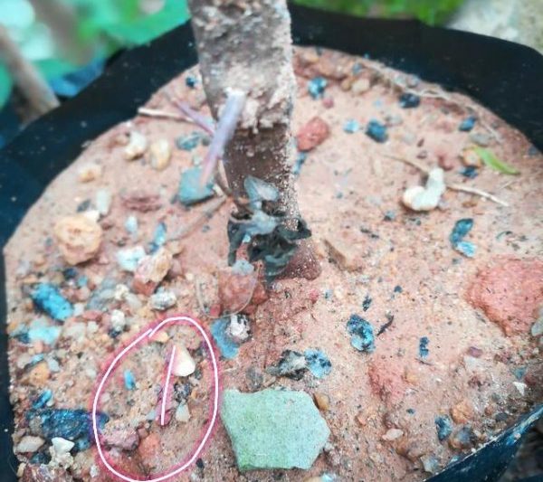 Cách nhanh nhất để rễ cắt Azalea và rễ cây cành Azalea và rễ cây cành azalea và root azalea