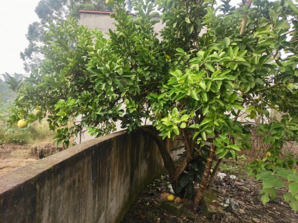 Bạn có thể trồng cây pomelo trước cửa không? Có thích hợp để trồng cây pomelo ở cửa không?