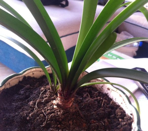 Có gì sai với hoa lan rễ màu tím không nở? Tại sao hoa lan rễ màu tím không nở?