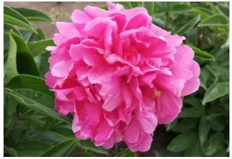 Tại sao hoa Peony có thể được nuôi ở nhà? Phong thủy không tốt?