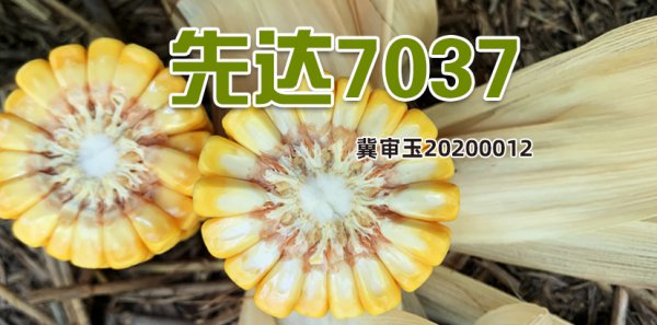 Giới thiệu về Liangyu 119 giống ngô Giới thiệu về Landyu 119 giống ngô