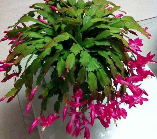 Các biện pháp phòng ngừa để bảo trì trong nhà của móng vuốt cua là gì? Những điều cần lưu ý khi duy trì móng vuốt cua trong bảo trì trong nhà