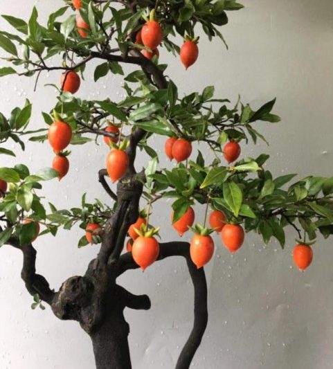 Những loại hoa trông đẹp và có ý nghĩa tốt? Hãy nhìn vào mười bông hoa hàng đầu với ý nghĩa tốt (8)