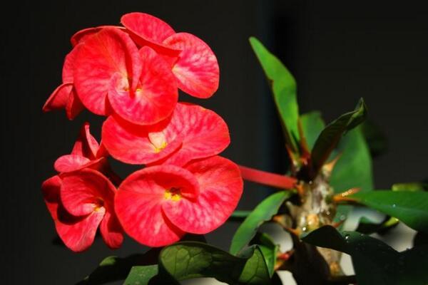 Ý nghĩa và phong thủy tượng trưng của con hổ gai mận nở rộ ý nghĩa biểu tượng và sự giải thích của phong thủy của con hổ gai hoa mận