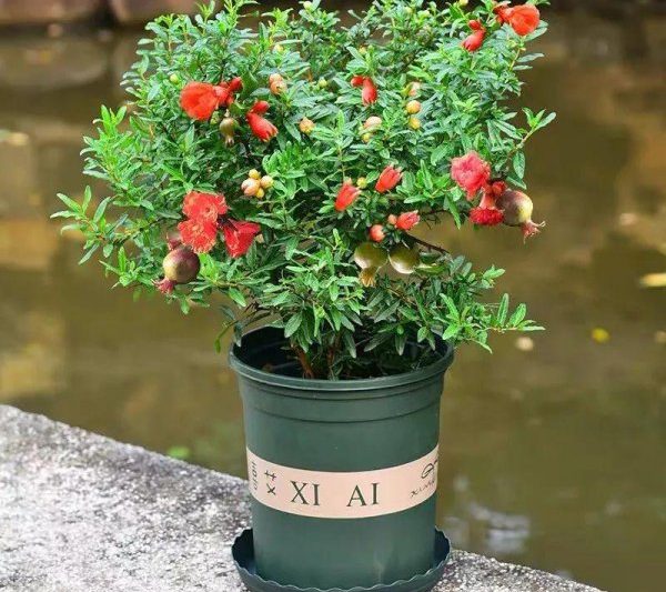 Những cái cây thịnh vượng và thịnh vượng trong nhà là gì? Cây bonsai được đề xuất phù hợp cho việc trồng gia đình (2)