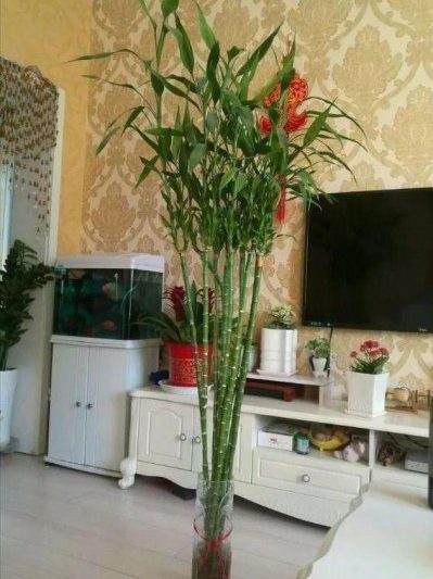 Có bao nhiêu tre nước tốt để may mắn? Mô tả ngắn gọn cách chính xác để nâng tre nước (3)