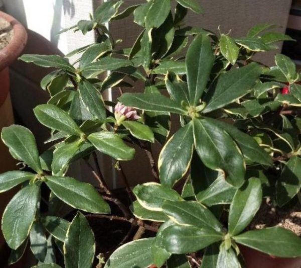 Làm thế nào để nuôi Ruixang trong gia đình? Làm thế nào để phát triển Ruixang trong gia đình?