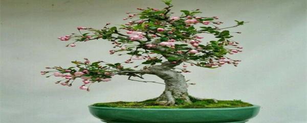 Làm thế nào để nuôi chậu Begonias cách chính xác để duy trì Begonias