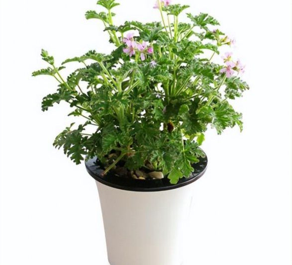 Làm thế nào để tái tạo cỏ chống muỗi. Điểm chính của kỹ thuật canh tác cho cỏ chống muỗi (2)