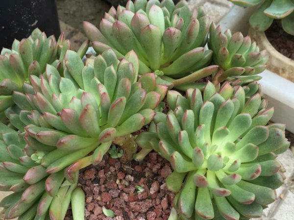 Phải làm gì nếu có quá nhiều rubie mọng nước ở phía bên? Tôi nên làm gì nếu có quá nhiều rubie mọng nước ở các nụ bên?
