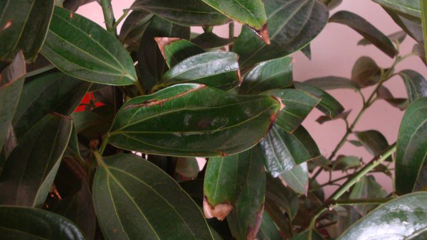 Chuyện gì đang xảy ra với đầu lá trong ping một cái cây? Phân tích hiện tượng của đầu lá trong ping một cây