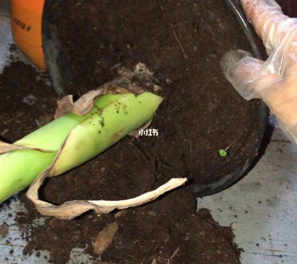 Đất dinh dưỡng đã mua có thể được trồng trực tiếp không? Đất dinh dưỡng đã mua có thể được sử dụng trực tiếp để trồng hoa không?