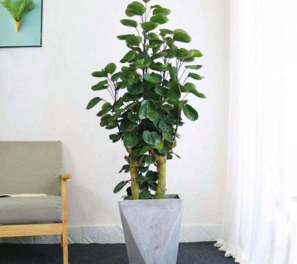Hiệu ứng Phong thủy của Hiệu ứng Phong thủy của Fulutong của Fulutong