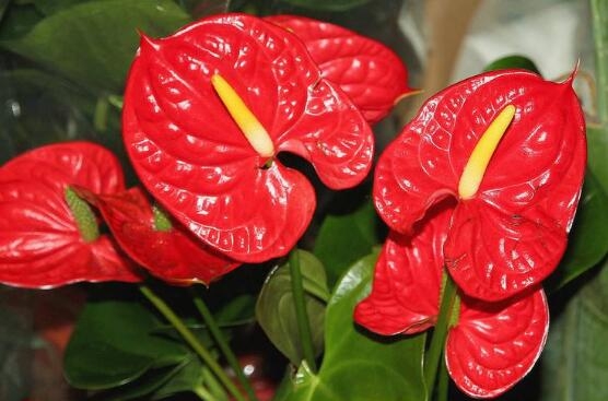 Ý nghĩa và biểu tượng của anthracite là gì