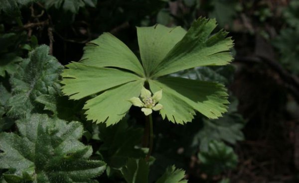 Giới thiệu về hình ảnh cỏ ba lá đơn lá lá một lá