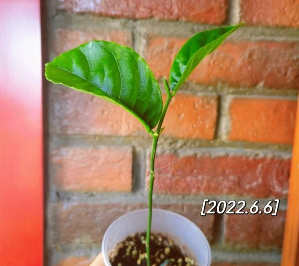 Cây Jackfruit sẽ mang trái bao nhiêu năm? Mất bao lâu để cây mít sinh trái?
