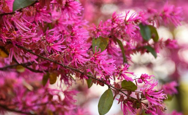 Các cây bụi thông thường là gì? Các giống cây bụi tế bào (3)