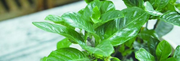 Gardenia tượng trưng cho điều gì? Ngôn ngữ hoa thực sự của Gardenia