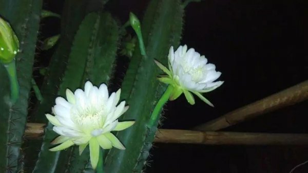 Cactus đại diện cho ý nghĩa tượng trưng nào? Một cuộc thảo luận ngắn gọn về ngôn ngữ hoa và ý nghĩa của xương rồng (2)