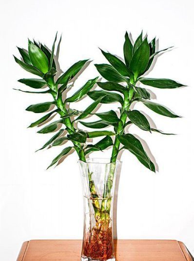 Có bao nhiêu tre nước tốt để may mắn? Mô tả ngắn gọn cách chính xác để nâng tre nước (2)