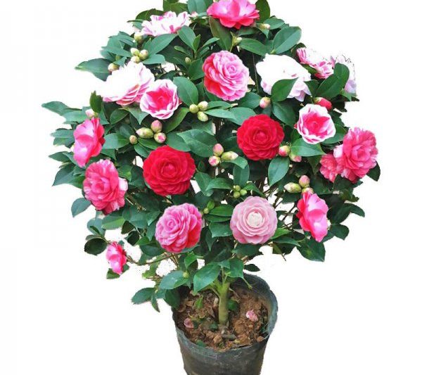 Bốn mùa của hoa mèo thơm nở hoa bao nhiêu lần? Bốn mùa của hoa mèo thơm nở hoa bao nhiêu lần?