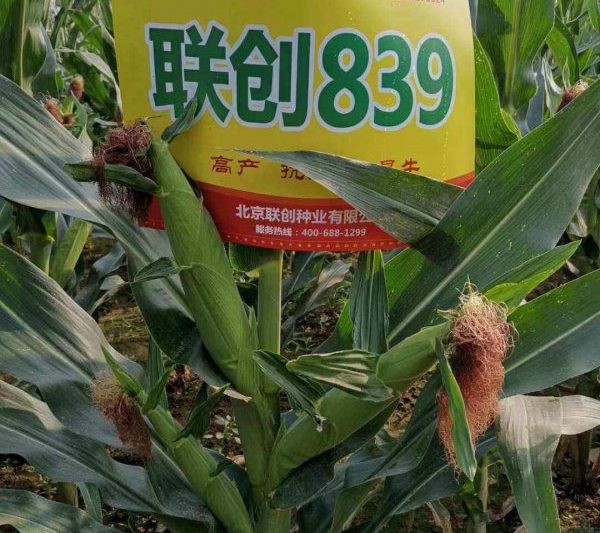 Giới thiệu về Lianchuang 839 giống ngô Giới thiệu về Lianchuang 839 giống ngô