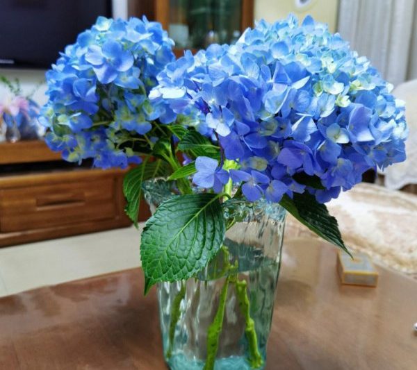 Hoa cẩm tú cầu có thể được đặt trong phòng khách không? Hoa cẩm tú cầu có phù hợp cho hoa cẩm tú cầu trong phòng khách không?