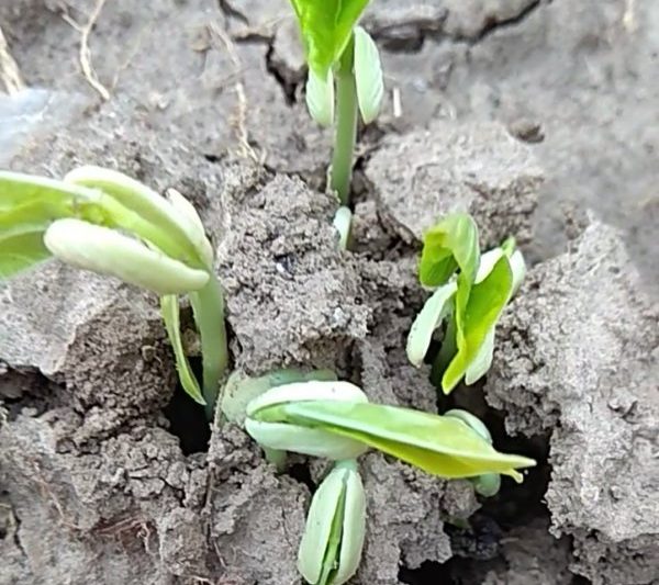 Đậu đã phát triển bao nhiêu ngày? Chu kỳ tăng trưởng đậu là bao lâu?