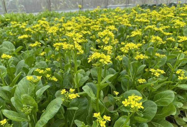 Những loại rau phù hợp để phát triển sau mùa xuân? Những loại rau phù hợp để trồng vào mùa xuân?