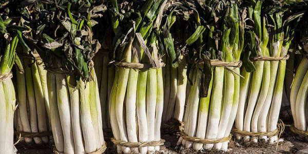 Làm thế nào để tiết kiệm hành lá trong một thời gian dài để giữ tươi trong mùa đông? Làm thế nào để giữ hành lá tươi trong một thời gian dài để giữ mùa đông
Mẹo bảo tồn hành lá mùa đông