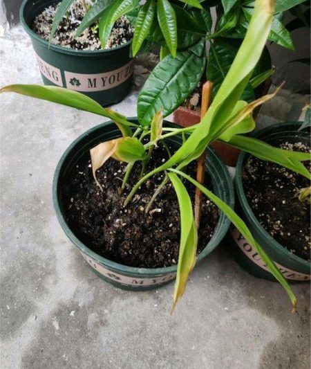 Làm thế nào để nuôi hoa lily của những bông hoa thung lũng? Cách chính xác để tưới nước của thung lũng