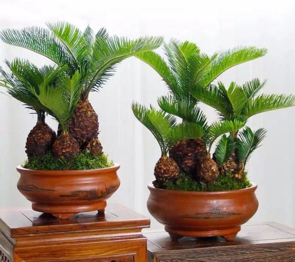 Những cái cây thịnh vượng và thịnh vượng trong nhà là gì? Cây bonsai được đề xuất phù hợp cho việc trồng gia đình (7)