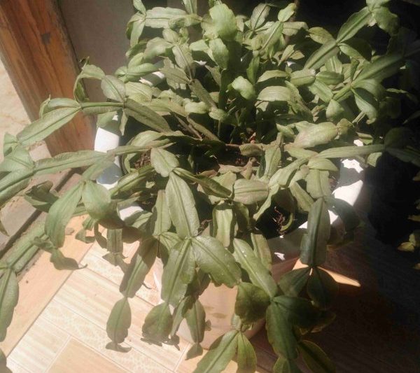 Tôi nên làm gì nếu lá của cua cua lan héo? Tôi nên làm gì nếu lá của cua Claw co lại?