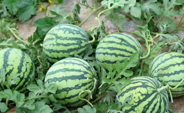 Chu kỳ tăng trưởng của dưa hấu là gì? Phương pháp thụ tinh chính xác là gì?