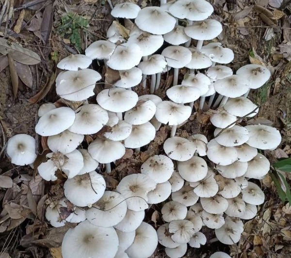 Điều kiện môi trường tăng trưởng và đặc điểm nấm gà Điều kiện môi trường tăng trưởng và đặc điểm Nấm gà Điều kiện và đặc điểm môi trường phát triển