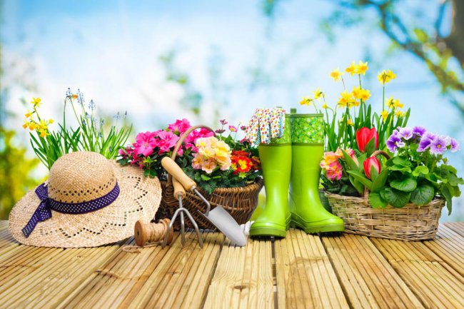 Các nhà máy hỗ trợ giấc ngủ được đề xuất trong phòng ngủ 5 loại mẹo bảo trì cây ngủ (2)