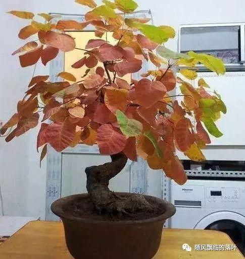 Là cây cảnh màu vàng có dễ bảo trì? Bảo trì và quản lý liên quan của cây cảnh màu vàng