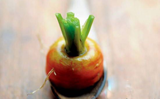 Làm thế nào để làm cây cà rốt trong chậu cây làm thế nào để làm cây cà rốt