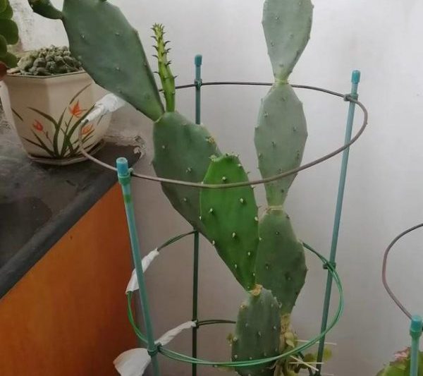 Cây xương rồng có thể được ghép không? Cây xương rồng có thể được ghép không?