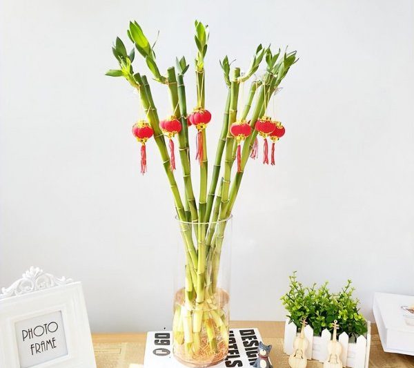 Có bao nhiêu tre nước tốt để may mắn? Mô tả ngắn gọn cách chính xác để nâng tre nước (4)