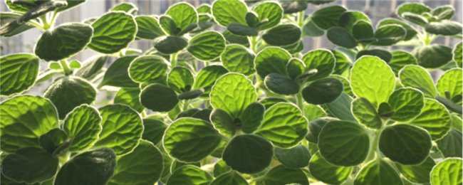 Yitiaoxiang loại cây nào? Giải thích chi tiết về các đặc điểm và thói quen xuất hiện của Yitiaoxiang