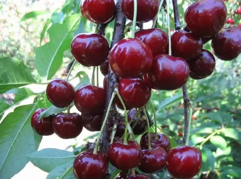 Anh đào có thể được trồng ở phía bắc không? Nơi tốt nhất để phát triển?