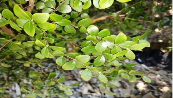 Tại sao Chi Nan chết ngay khi cô đổi lưu vực? Làm thế nào để khắc phục nó?