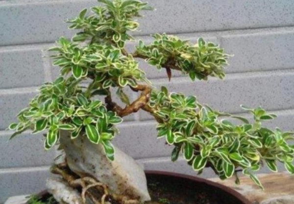 Làm thế nào để duy trì bông tuyết vào tháng Sáu. Làm thế nào để nhân giống trong chậu tuyết và các biện pháp phòng ngừa (2)