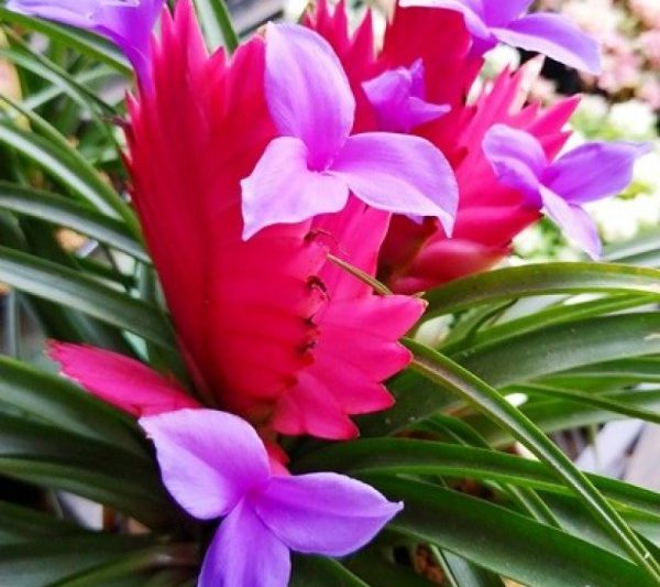 Hiệu ứng phong thủy của Tilan hiệu ứng phong thủy của Tilan