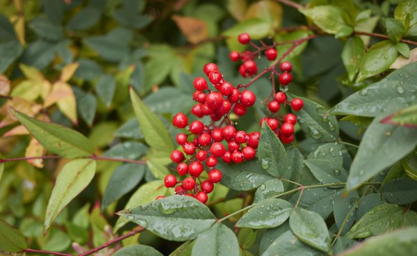 Các cây bụi thông thường là gì? Các giống cây bụi tế bào (2)