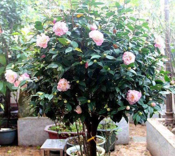 Làm thế nào để cắt tỉa cây chậu hoa Camellia. Kỹ năng cắt tỉa cho trà hoa trà