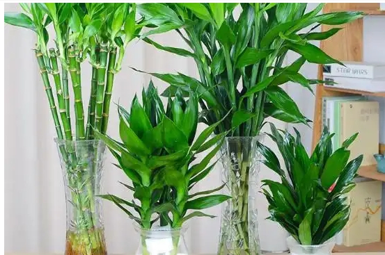 Có bao nhiêu mảnh Phong thủy là tốt cho Dragon Tre? Làm thế nào để nâng cao sự giàu có thịnh vượng nhất?