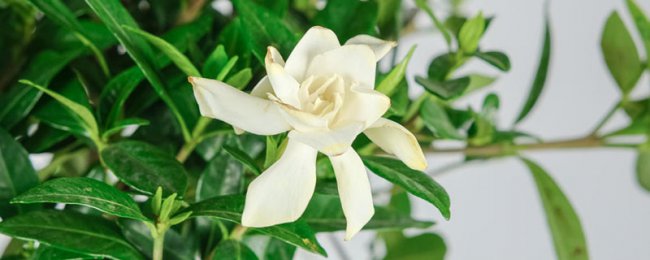 Làm thế nào để phát triển những người làm vườn khỏe mạnh? Những điểm chính để duy trì thói quen Gardenia